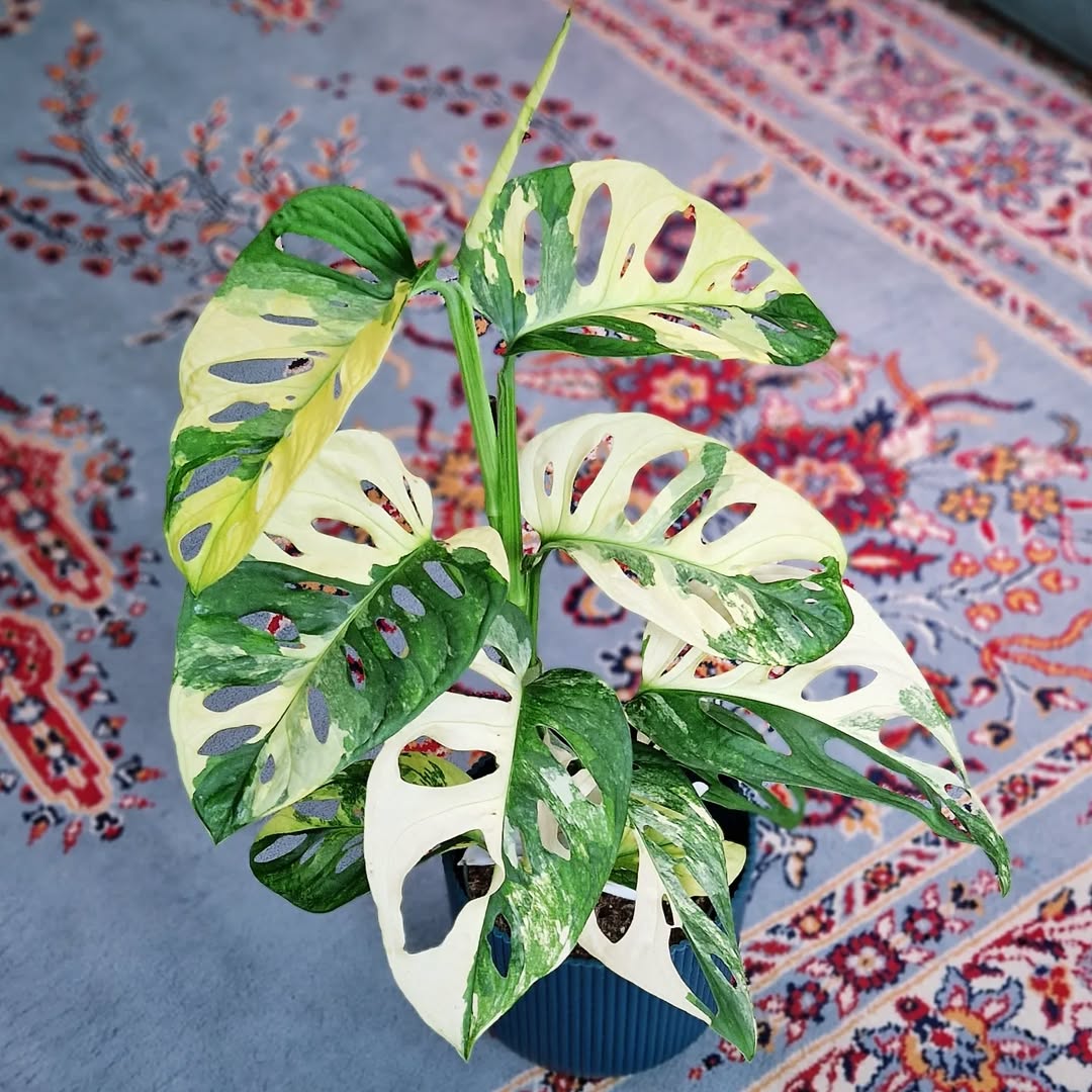 jenis monstera adansonii variegata