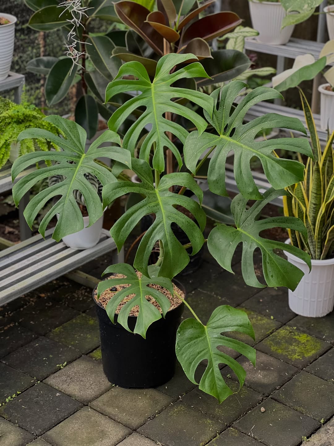 jenis monstera borsigiana