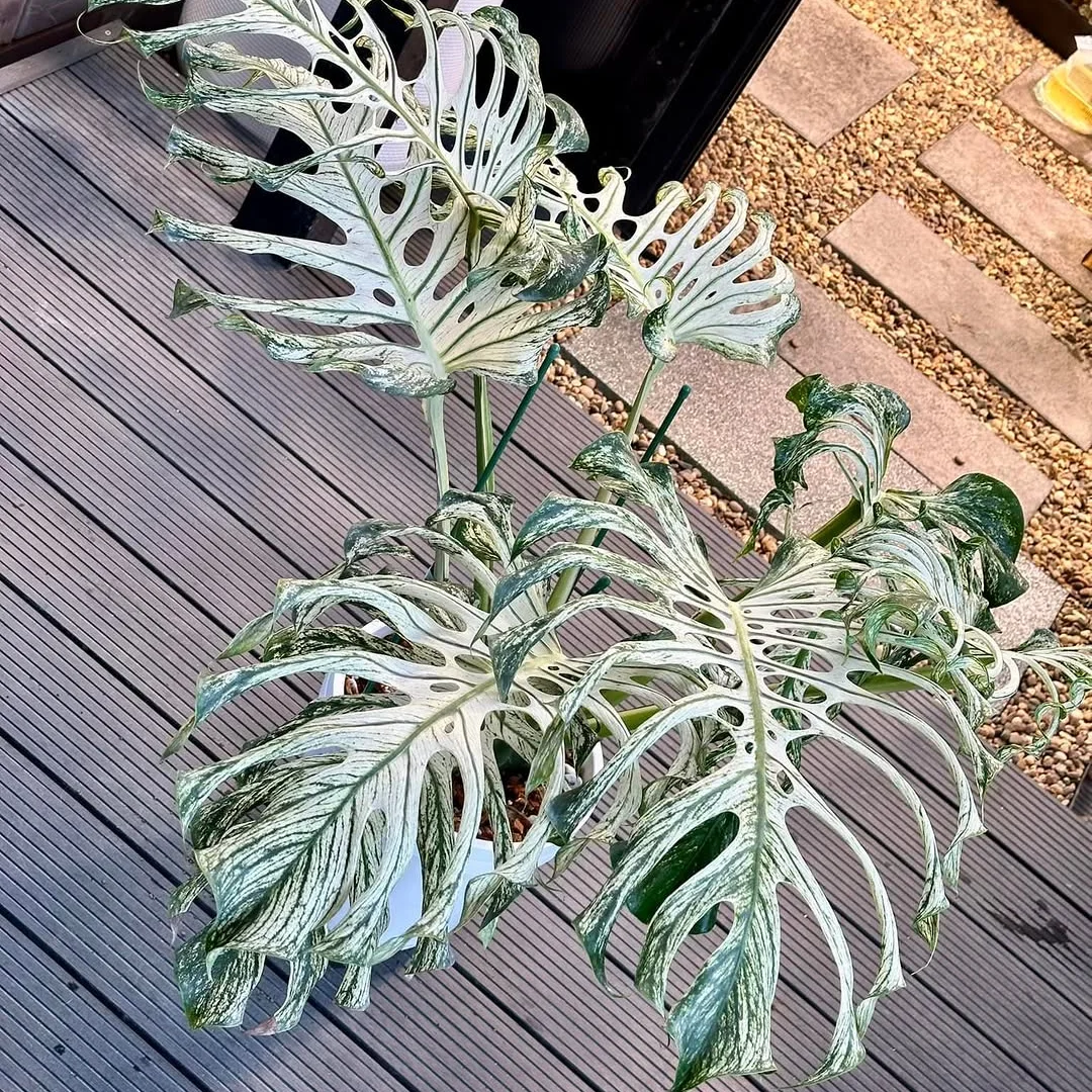 jenis monstera mahal, monstera devil monster