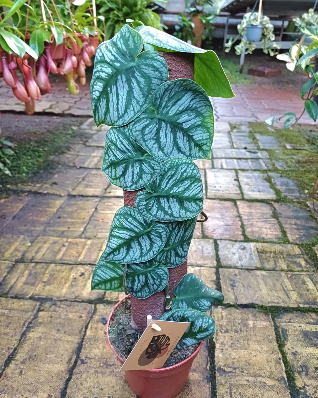 jenis monstera merambat, monstera dubia