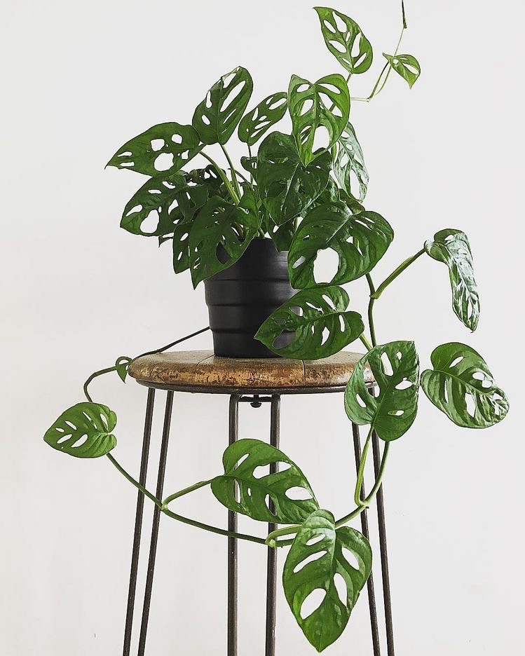 jenis monstera, monstera adansonii