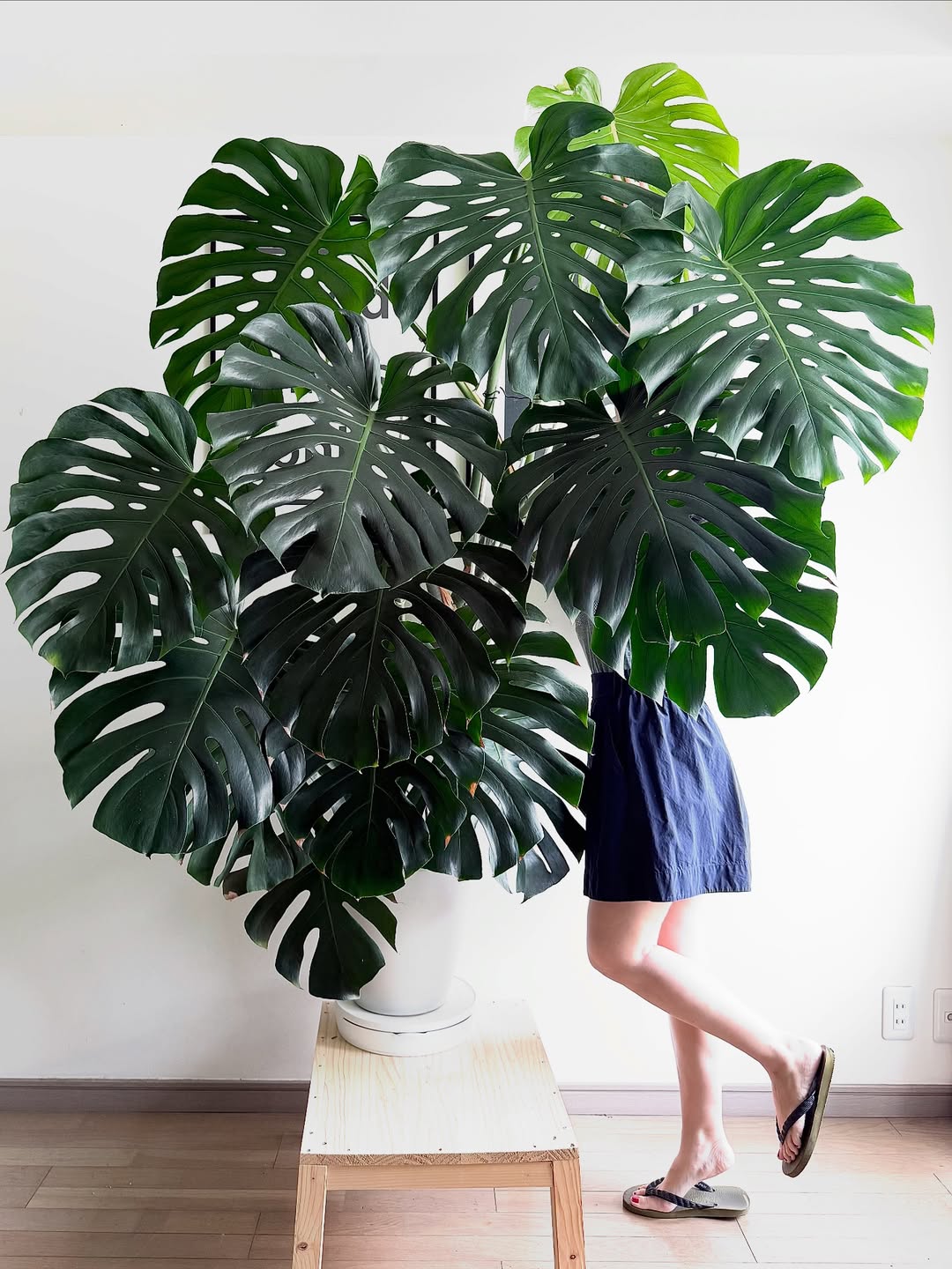 jenis monstera, monstera deliciosa