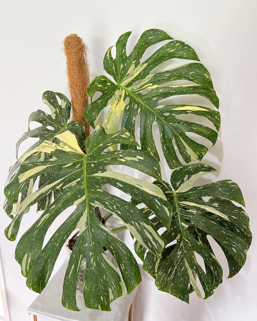 jenis monstera variegata, monstera thai collection