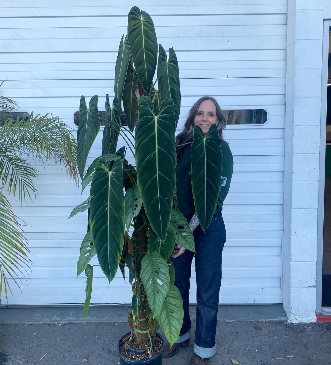 jenis philodendron langka, philodendron melanochrysum jenis philodendron langka, philodendron melanochrysum