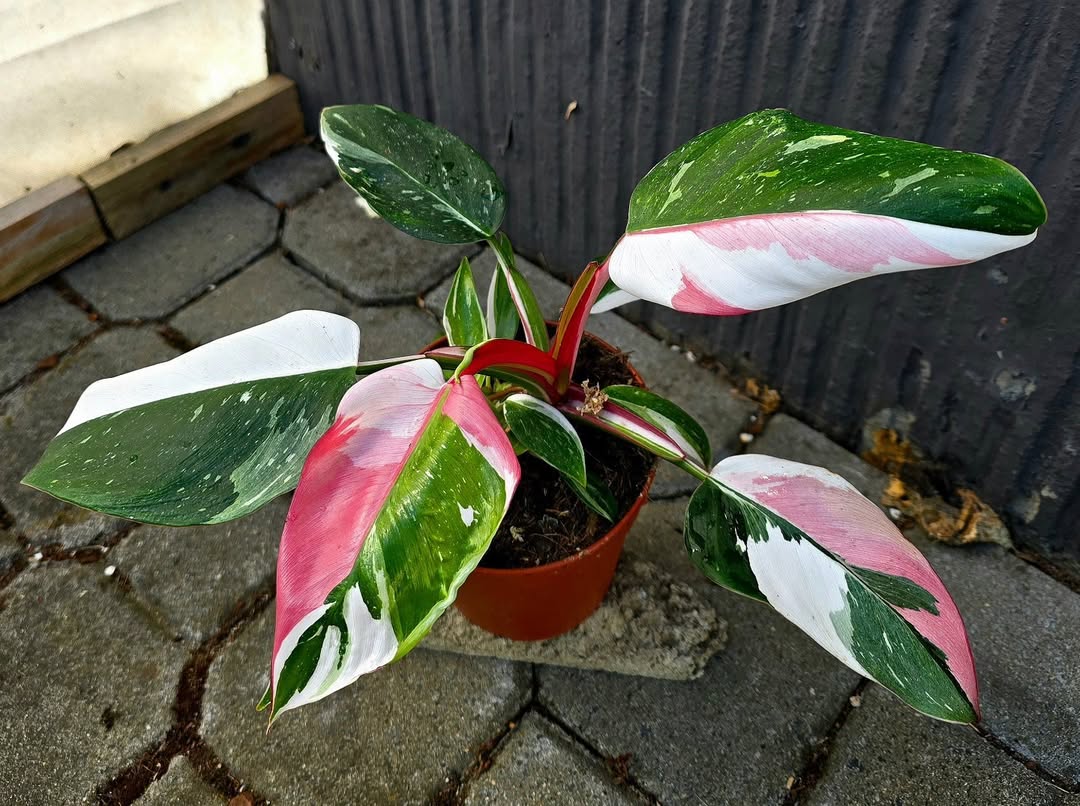 jenis philodendron mahal, philodendron white princess jenis philodendron mahal, philodendron white princess