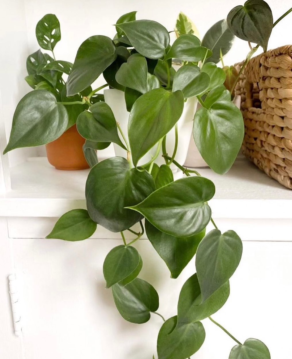 jenis philodendron murah, philodendron heartleaf jenis philodendron murah, philodendron heartleaf