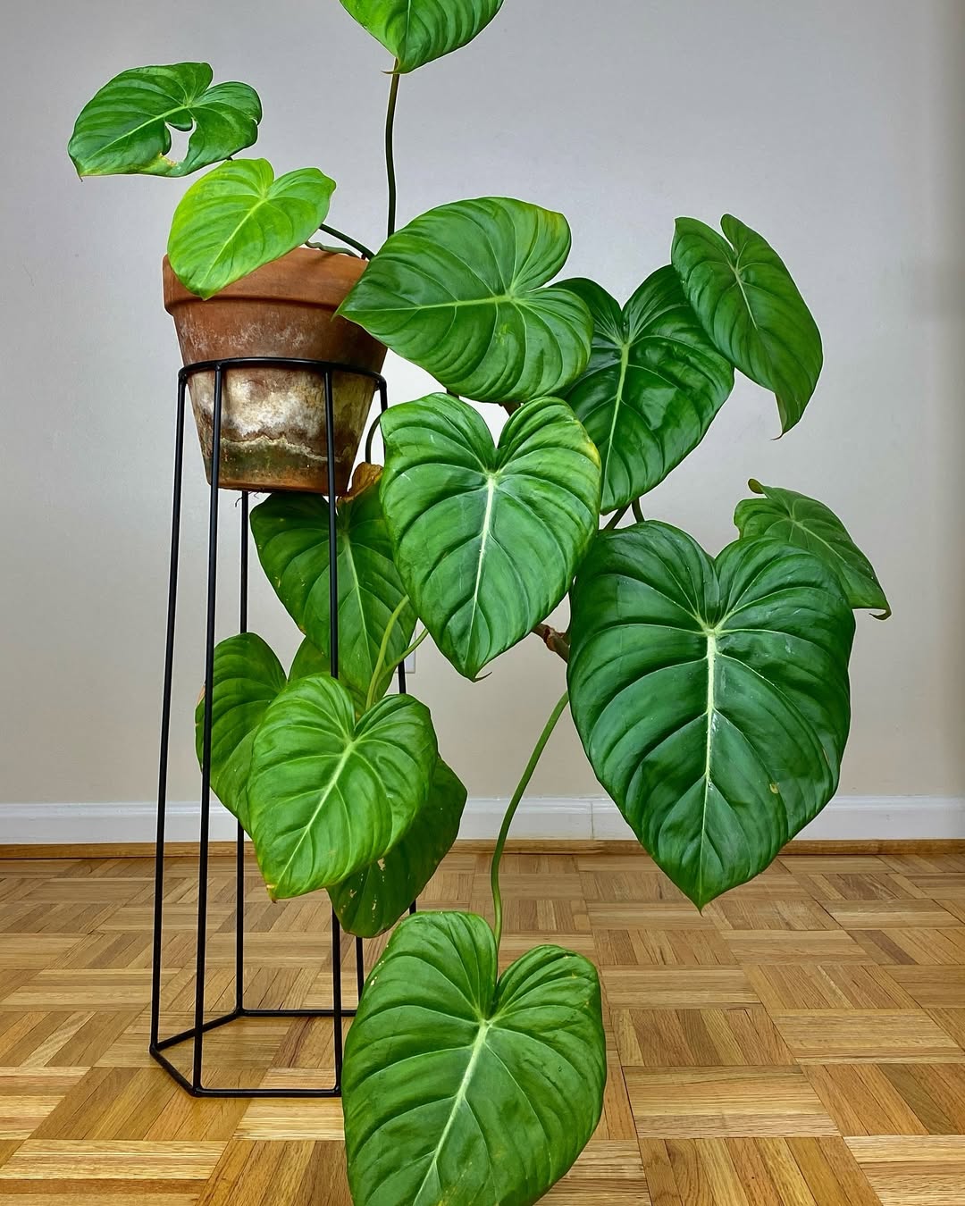 jenis philodendron pastazanum jenis philodendron pastazanum