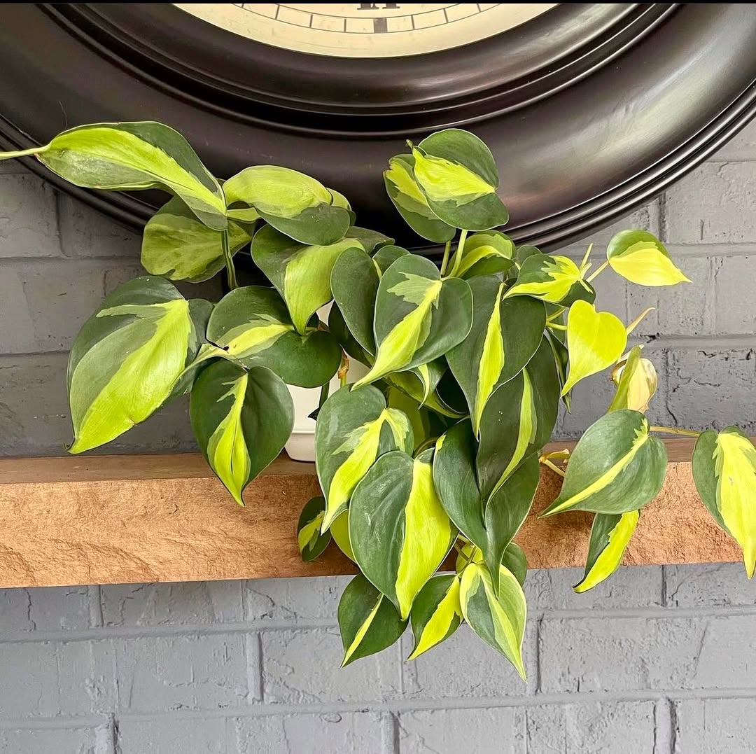 jenis philodendron merambat, philodendron brasil jenis philodendron merambat, philodendron brasil