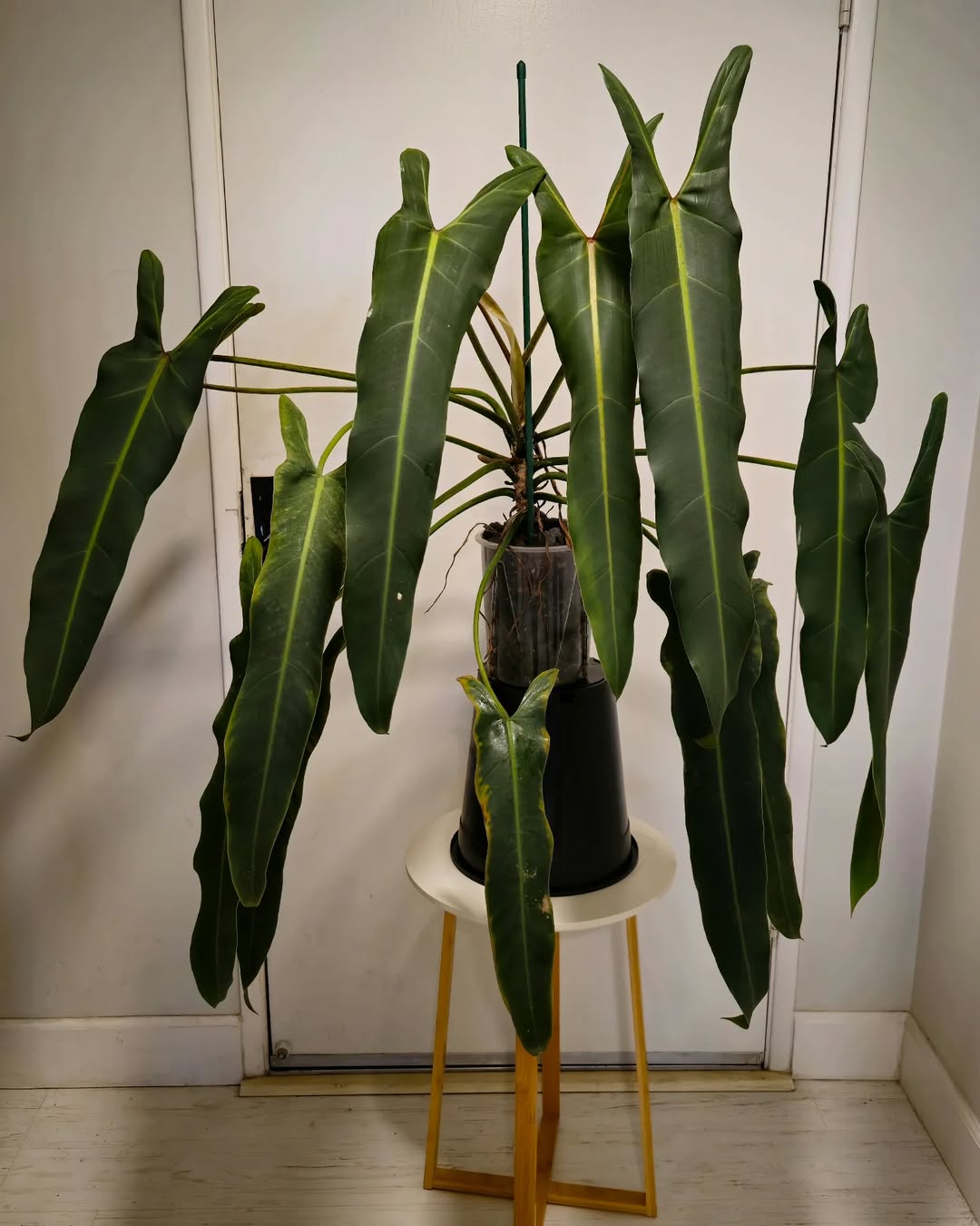 jenis philodendron termahal, philodendron spiritus sancti jenis philodendron termahal, philodendron spiritus sancti