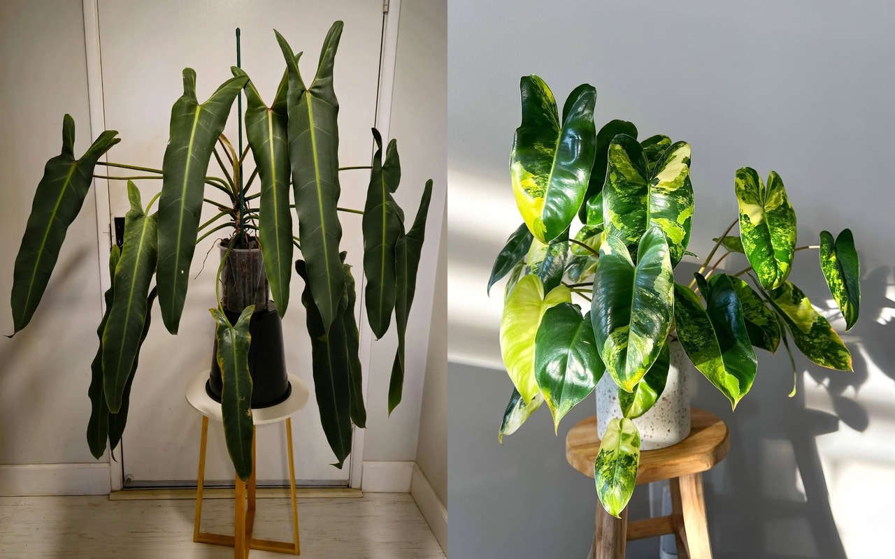 jenis philodendron