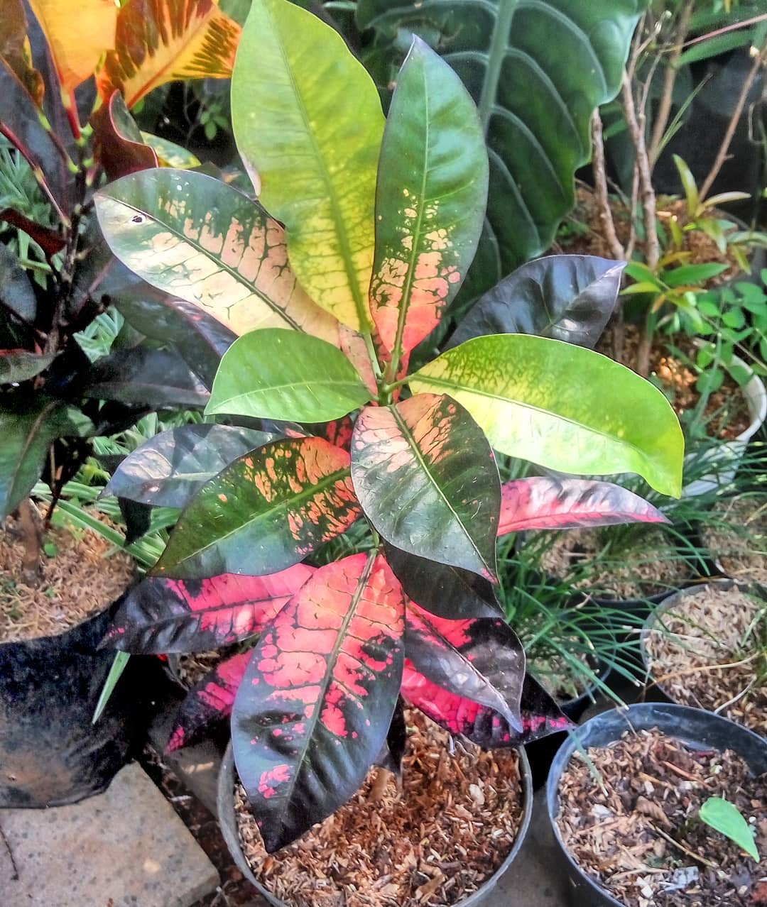 jenis puring, puring anggur