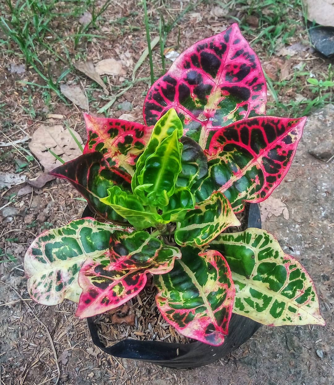 jenis puring, puring kura kura