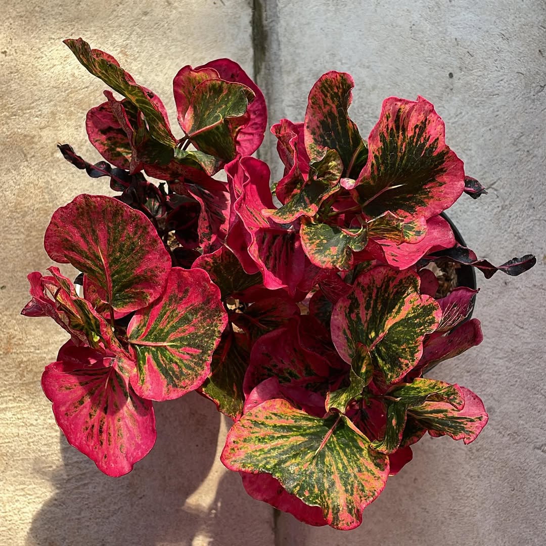 jenis puring, puring mawar