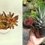 12 Jenis Sukulen Cantik & Mudah Dirawat untuk Pemula