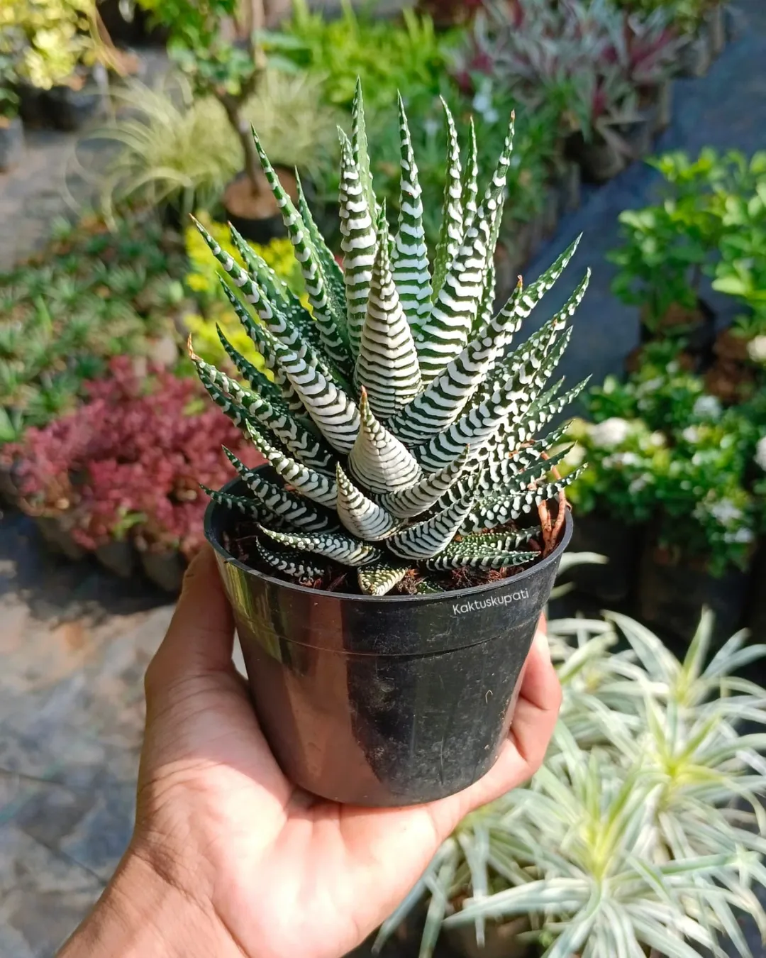 jenis sukulen haworthia zebra
