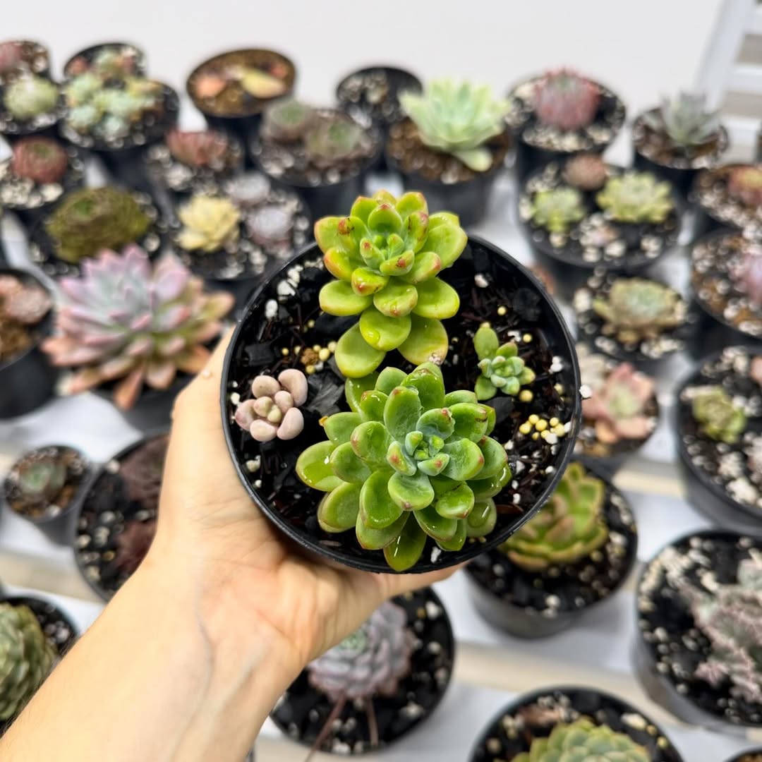 jenis sukulen sedum mini
