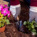 7 Jenis Tanah yang Bagus untuk Tanaman agar Tumbuh Subur
