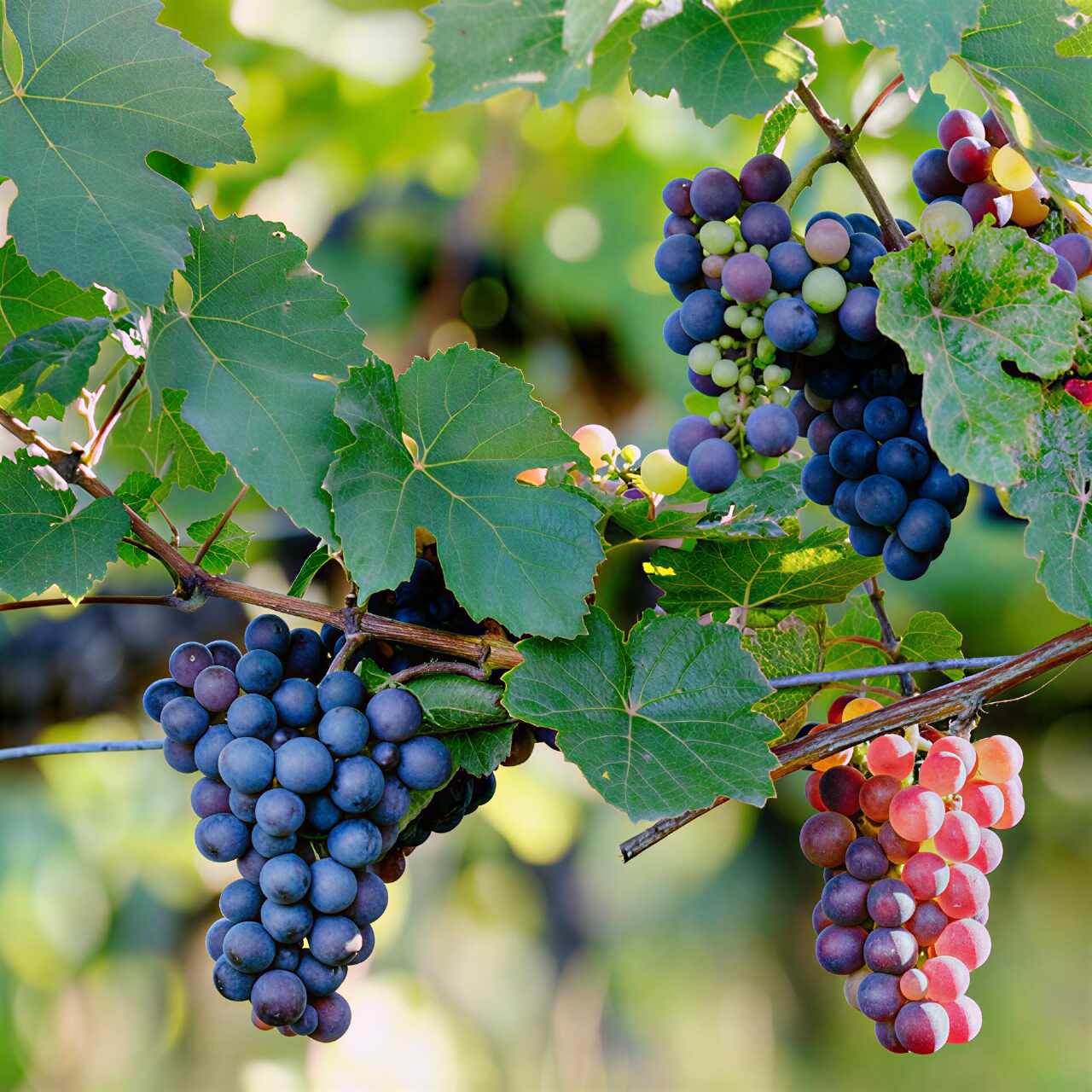 jenis tanaman buah merambat anggur