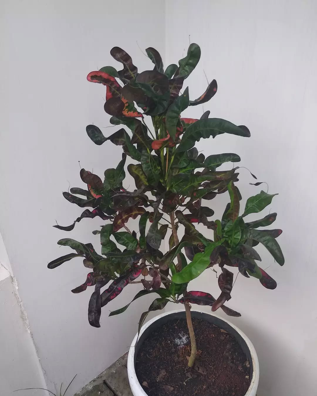 jenis tanaman hias puring, puring kobra