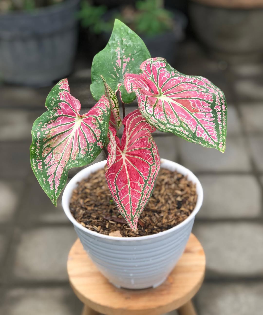 jenis tanaman keladi, caladium thai beauty