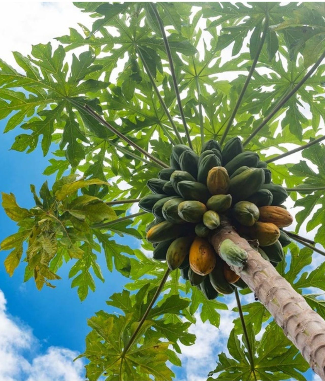 jenis tanaman pembawa sial pohon pepaya