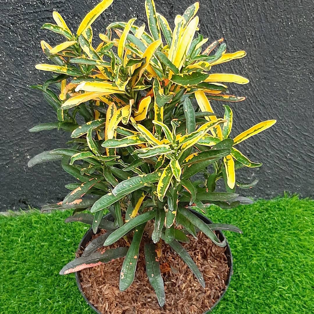 jenis tanaman puring, puring cabai