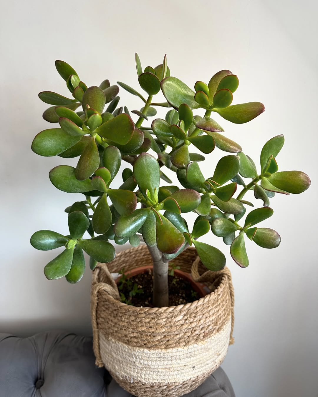 jenis tanaman sukulen, jade plant