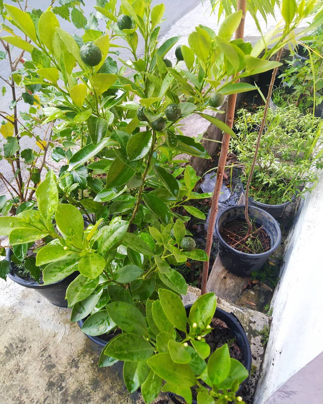 jeruk kalamansi yang menguntungkan di lahan sempit