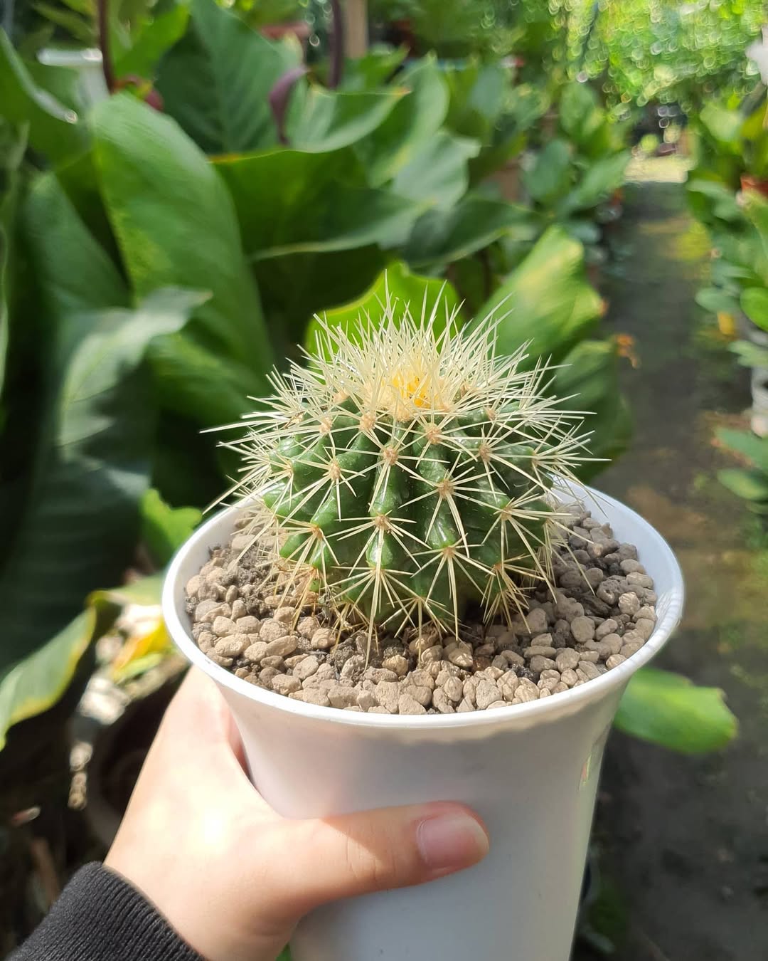 kaktus golden barrel kaktus golden barrel