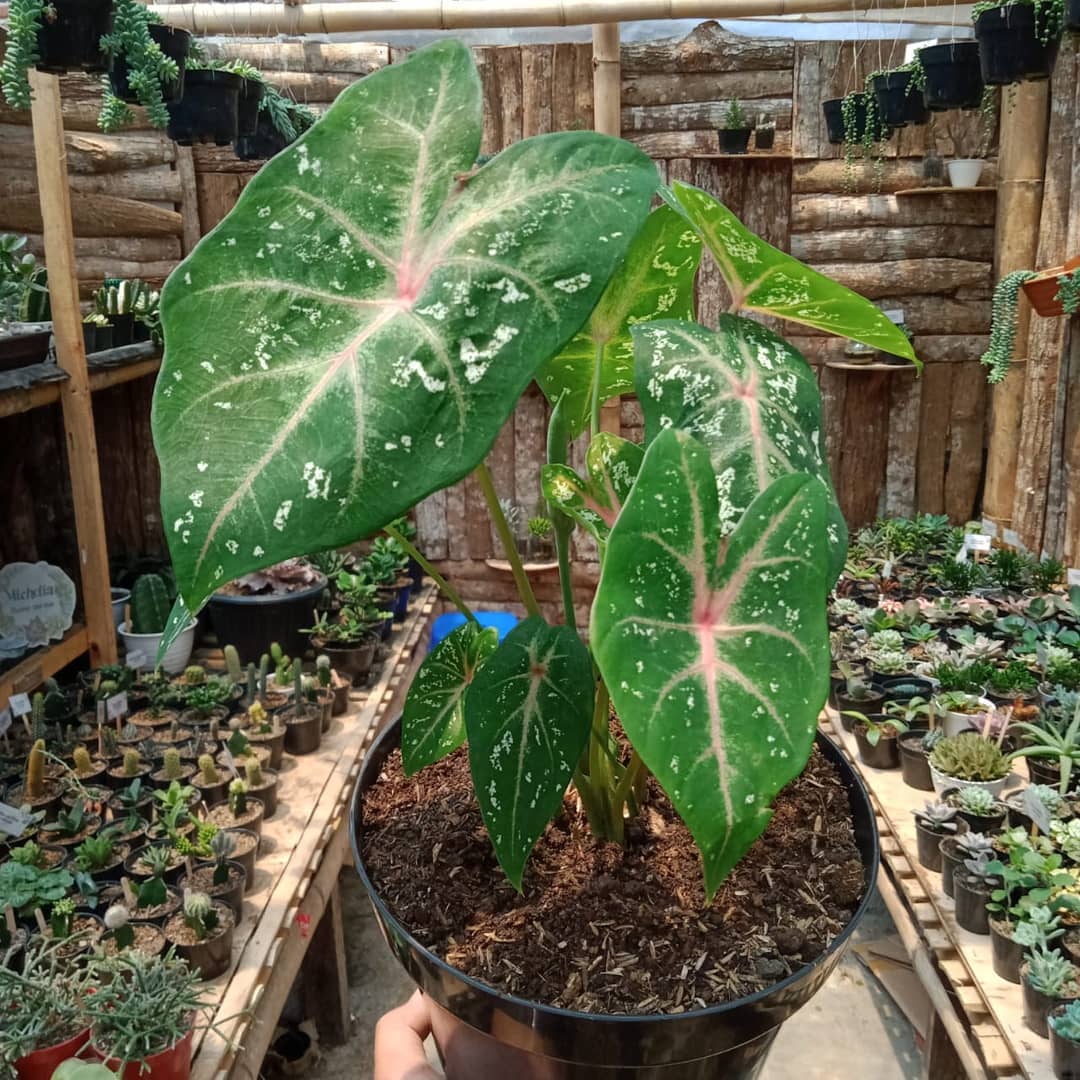 keladi hias daun lebar keladi hias daun lebar