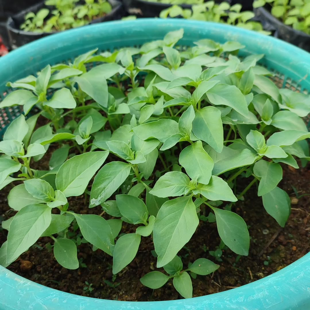 kemangi menguntungkan untuk lahan sempit