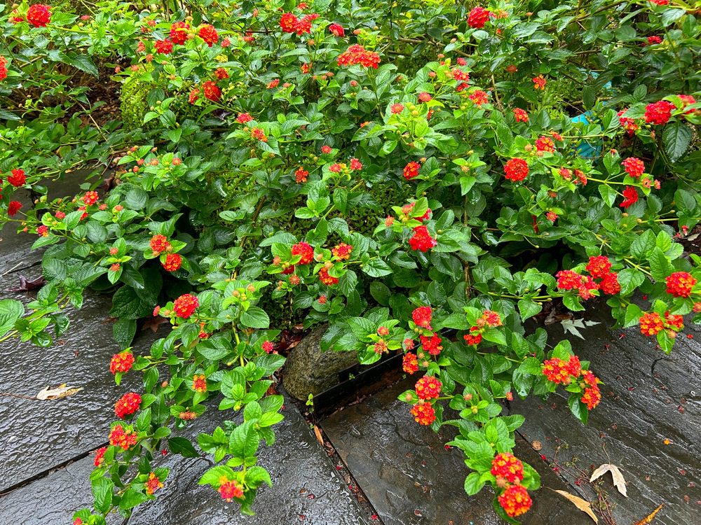 contoh tanaman perdu