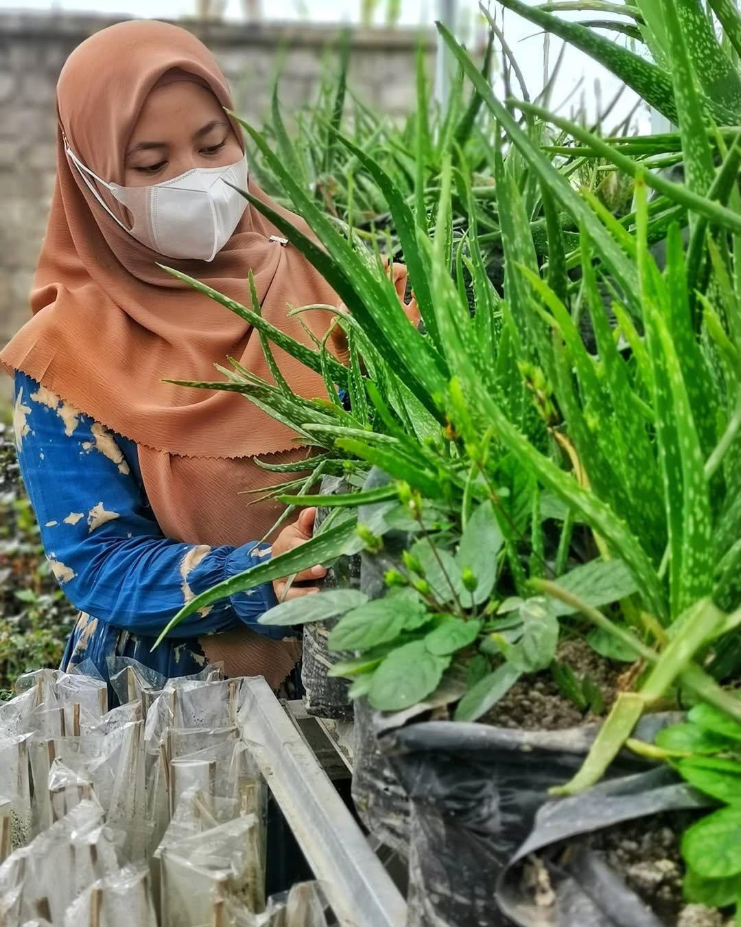 lidah buaya menguntungkan di lahan sempit
