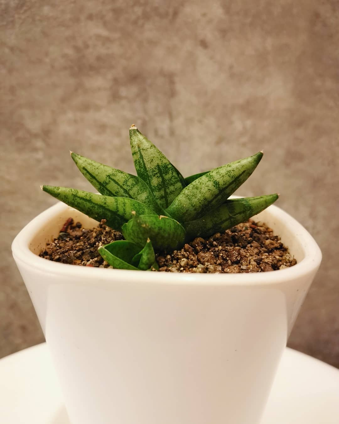 lidah mertua mini hias daun outdoor lidah mertua mini hias daun outdoor