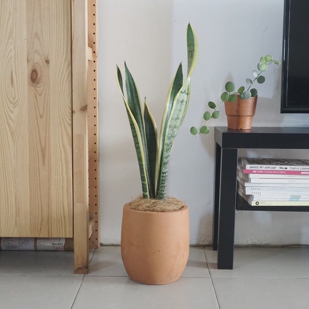 lidah mertua murah tapi bagus lidah mertua murah tapi bagus