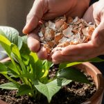 5 Manfaat Cangkang Telur untuk Tanaman