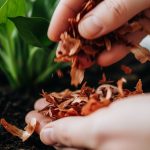 Manfaat Kulit Bawang Merah untuk Tanaman dan Cara Menggunakannya