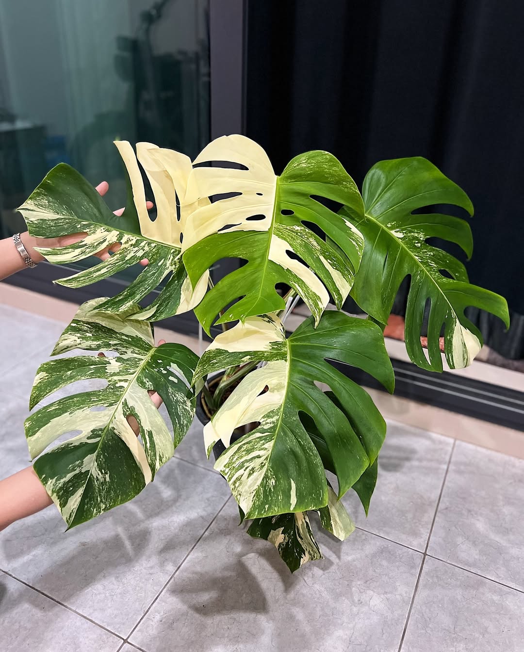 monstera borsigiana albo variegata