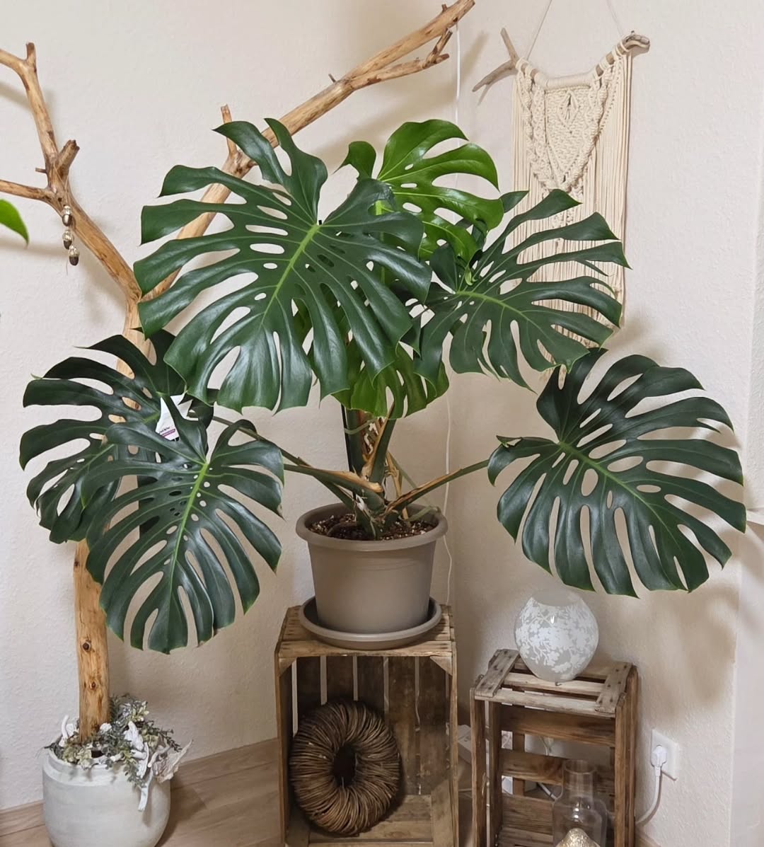 monstera deliciosa hias daun lebar monstera deliciosa hias daun lebar