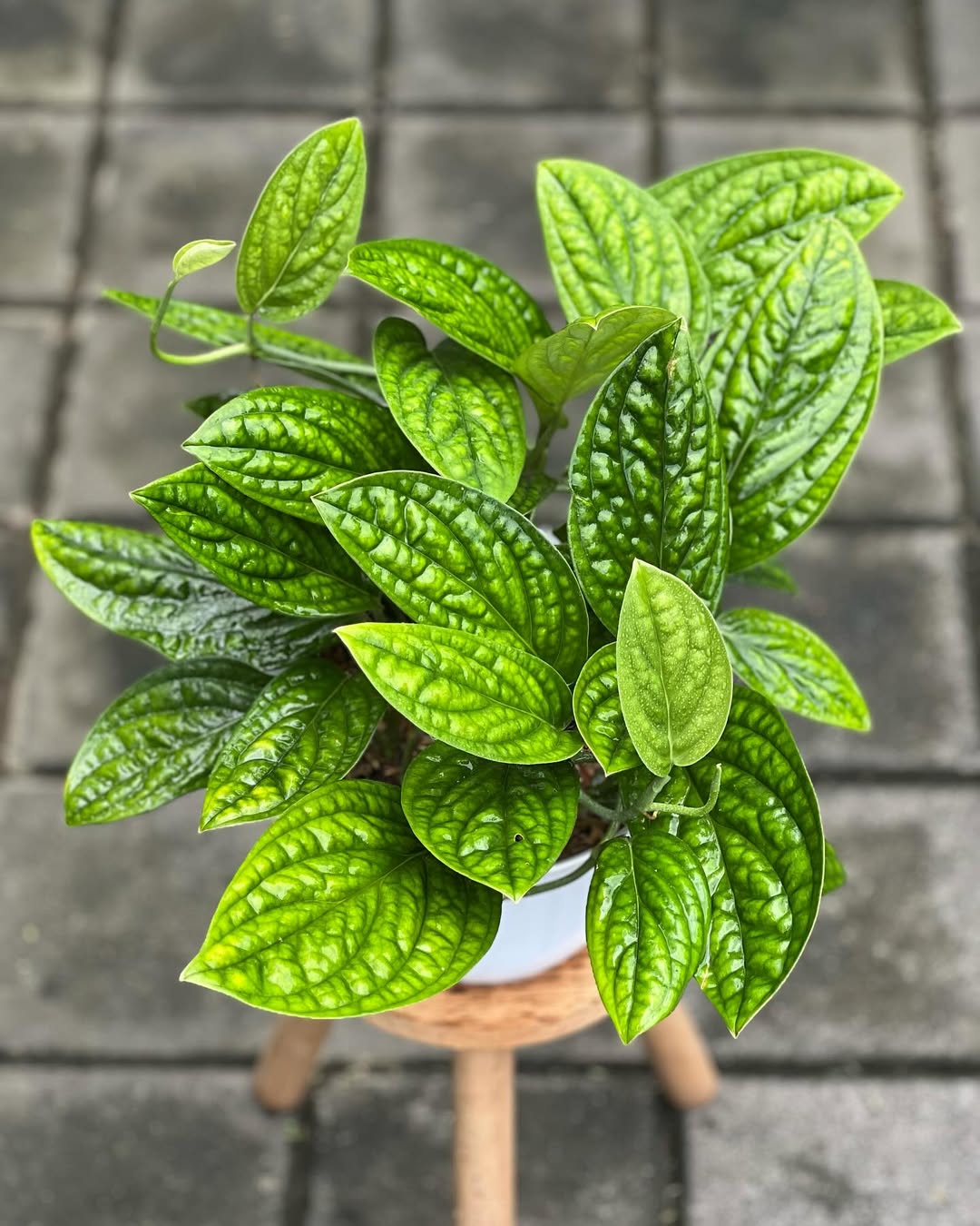 monstera karstenianum