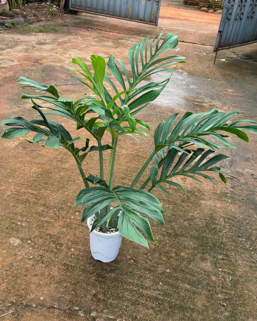 monstera pinnatipartita