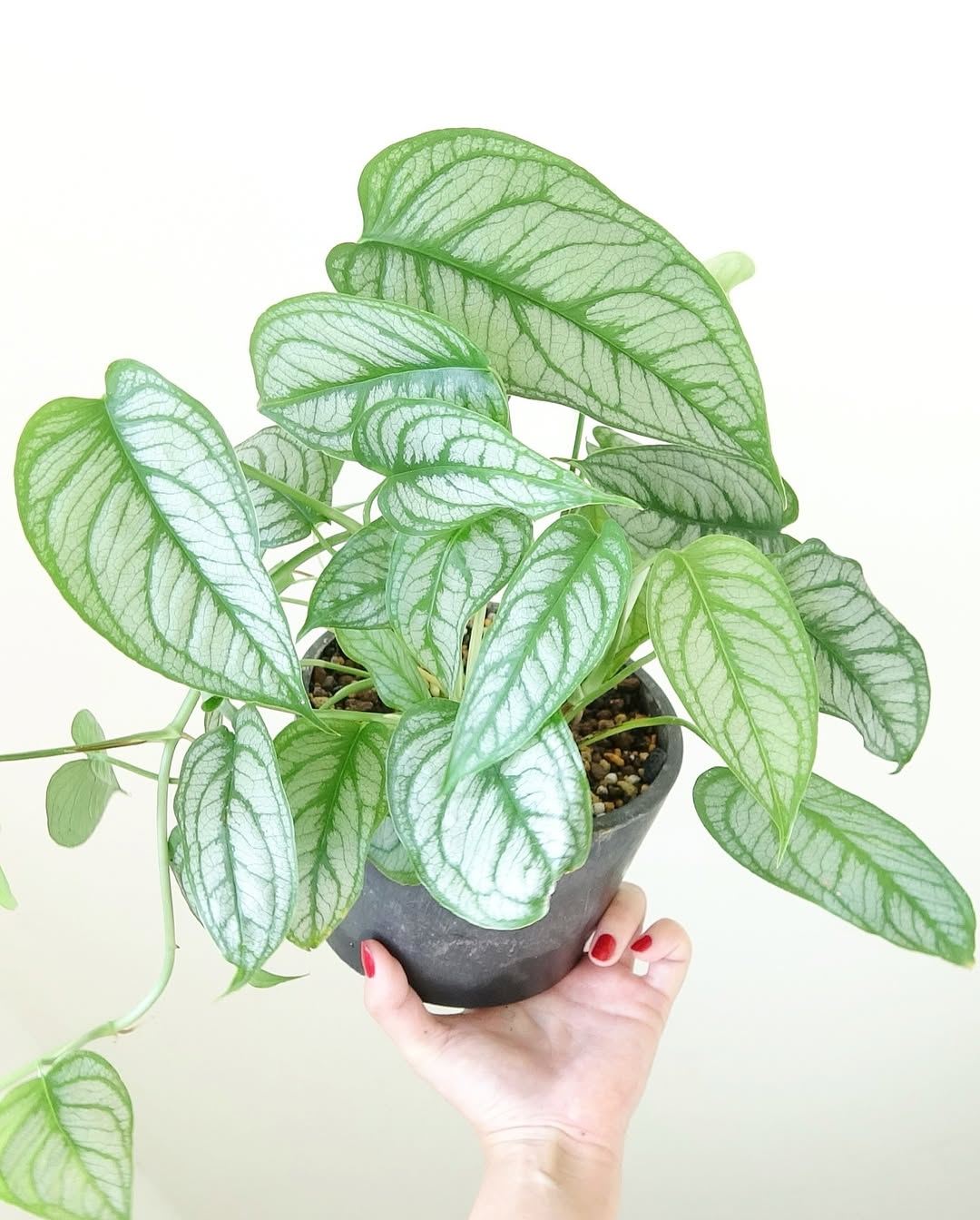 monstera siltepecana