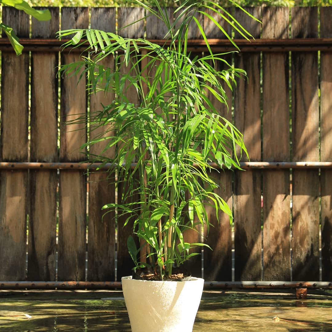palem bambu untuk teras rumah