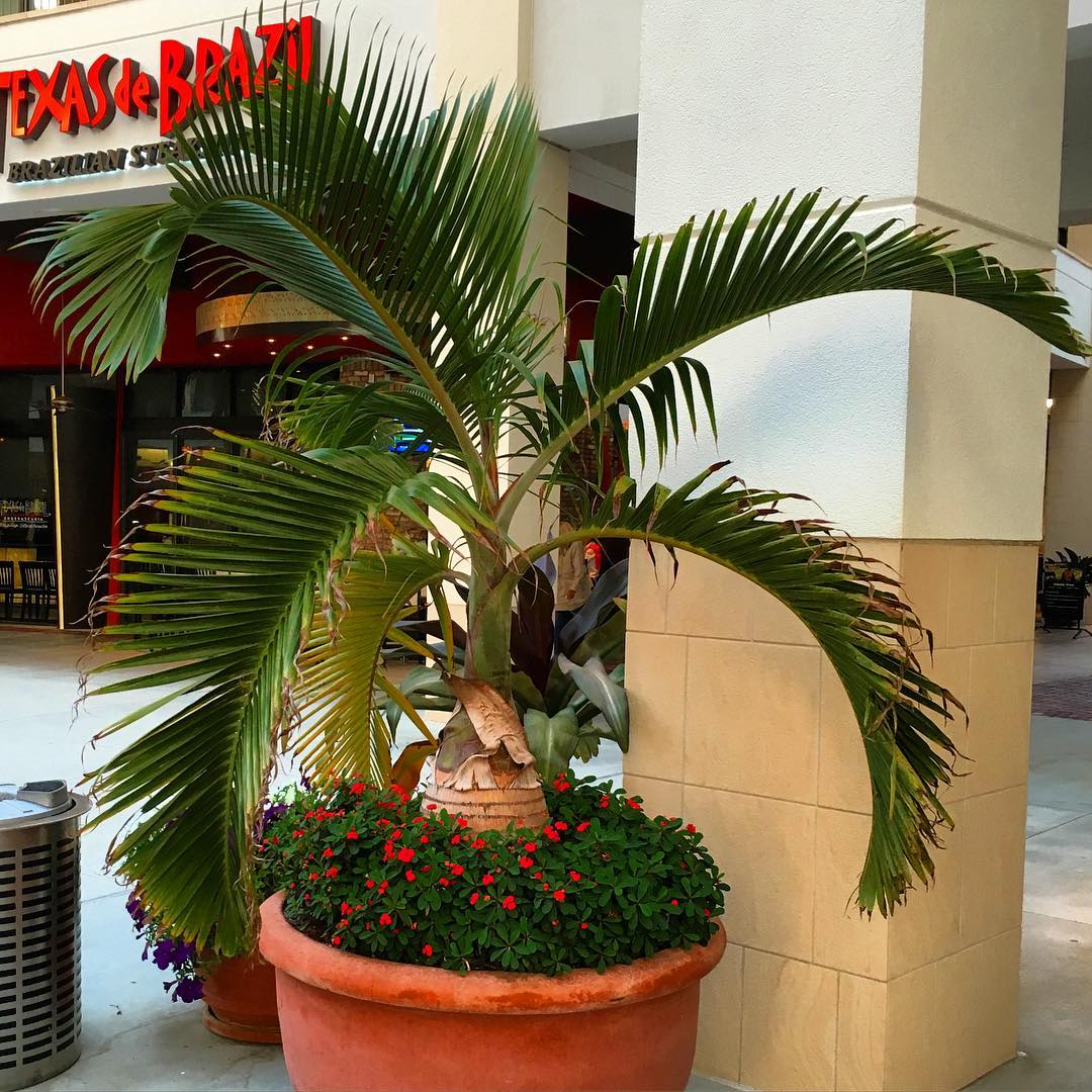 palem botol hias daun outdoor palem botol hias daun outdoor