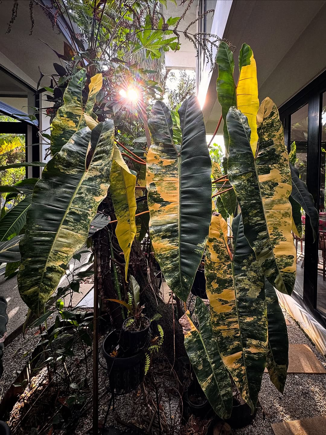 philodendron billietiae philodendron billietiae