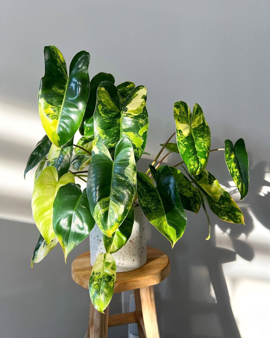 philodendron burle marx variegata philodendron burle marx variegata