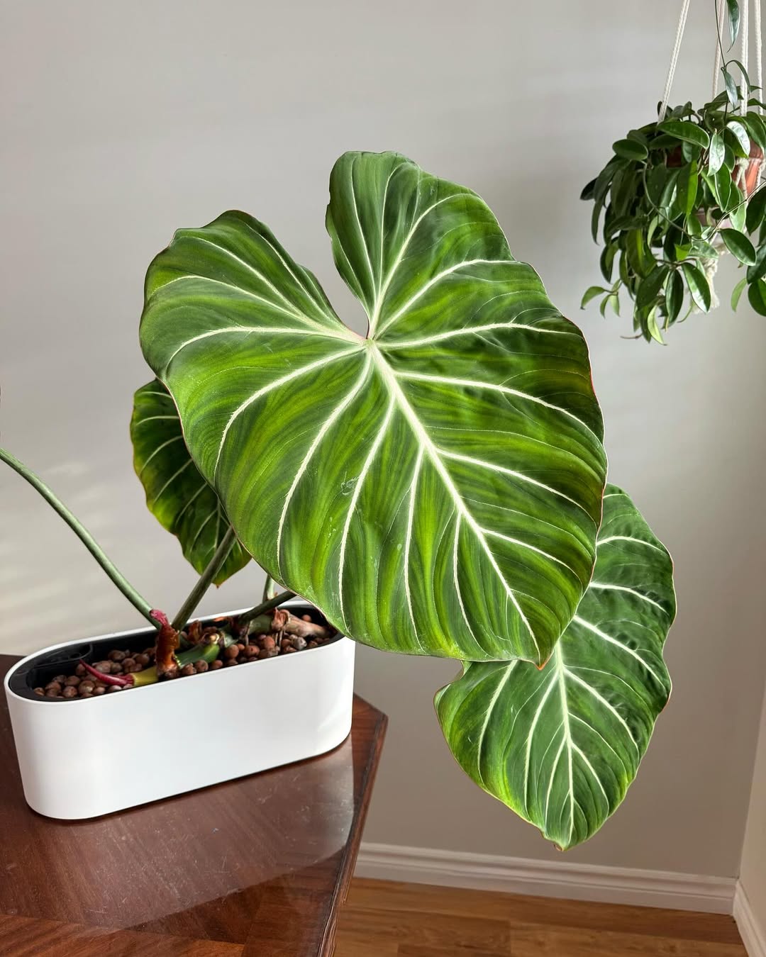 philodendron gloriosum philodendron gloriosum