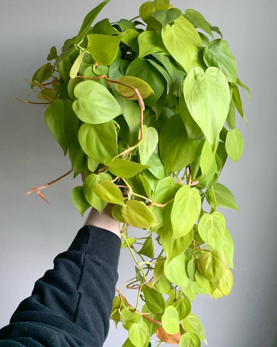 philodendron lemon lime philodendron lemon lime