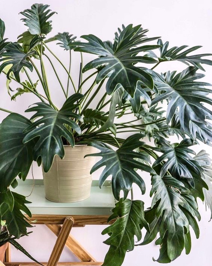 philodendron xanadu untuk teras rumah