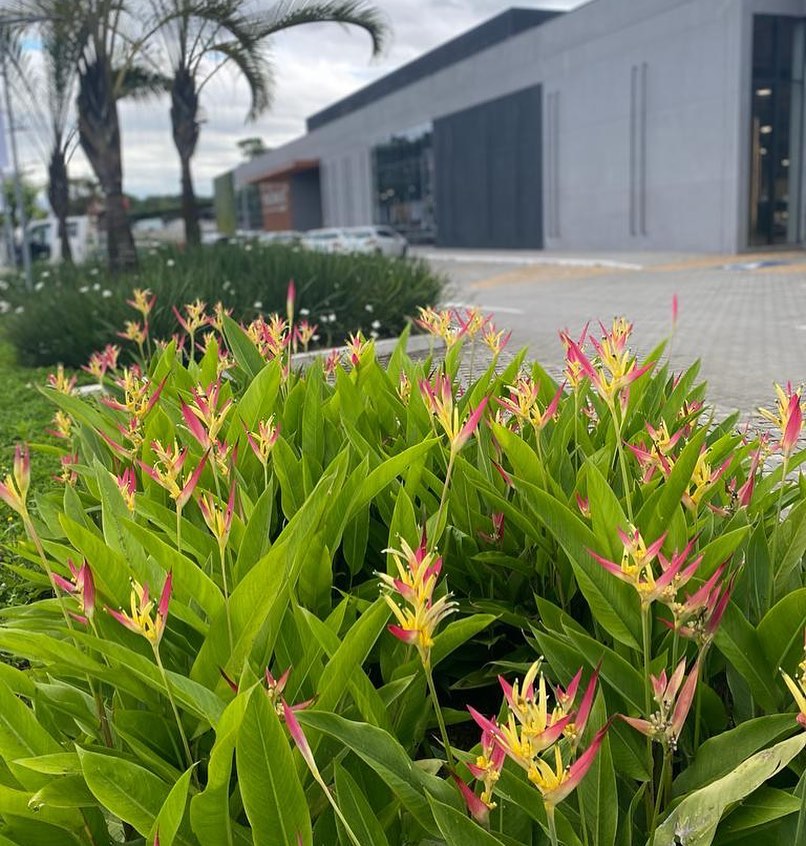 pisang-pisangan pisang-pisangan